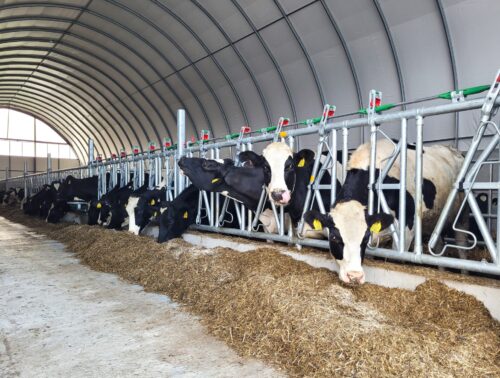 Na zdjęciu widać krowy, które mają umieszczone głowy między deabinami paszowymi dla bydła. Krowy znajdują się w oborze zrobione z hali namiotowej, o białym sklepieniu.