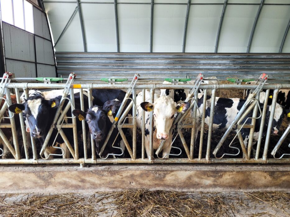 Grupa krów sfotografowana przy drabinach paszowych przeznaczonych do karmienia krów. W tle widoczne jest łukowe sklepienie hali przeznaczonej na oborę.