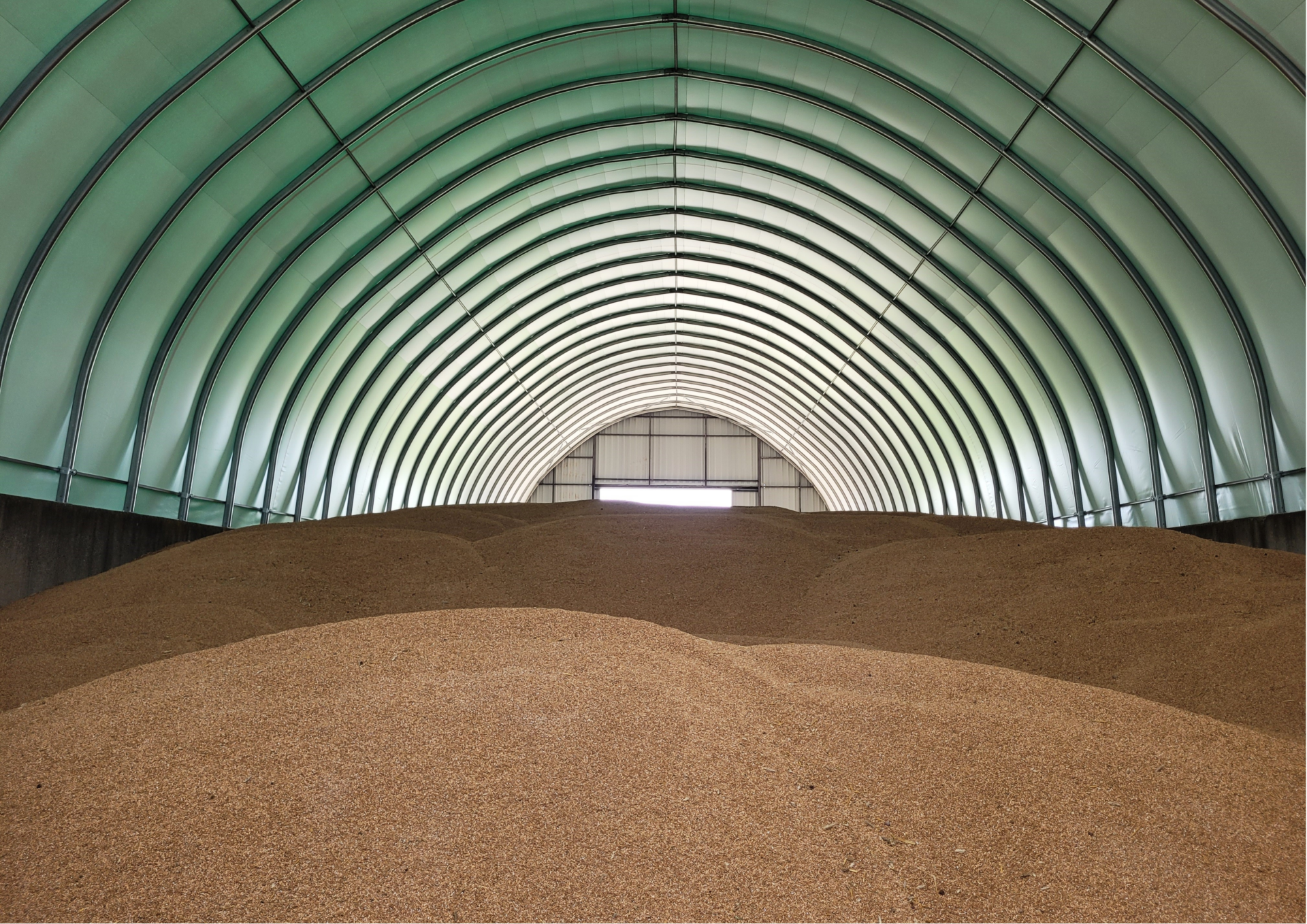 Hala namiotowa wykorzystywana jako magazyn zboża. Konstrukcja łukowa, pokryta zielonym poszyciem, tworzy bardzo przestronne wnętrze. W środku zgromadzone są ogromne pryzmy ziarna usypane niemal do połowy wysokości hali. Dzięki betonowym ścianom oporowym zboże utrzymywane jest w jednym miejscu, a całość chroniona jest przed warunkami atmosferycznymi. To typowy przykład hali namiotowej na zboże, która pozwala na szybkie i ekonomiczne składowanie dużych ilości płodów rolnych.