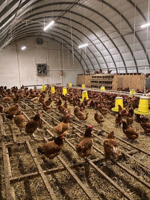 Tunelowa hala dla kur z wydzielonymi grzędami i gniazdami lęgowymi, wyposażona w system wentylacji oraz oświetlenie wspierające produkcję jaj. Kury mają dostęp do karmników i poideł, a przestrzeń została zaprojektowana tak, by zapewniać komfort i higienę hodowli.
