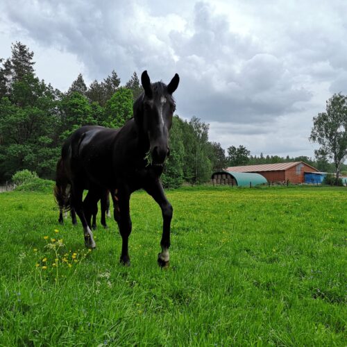Na zdjęciu widać czarnego konia spacerującego po zielonej, kwiecistej łące. W tle znajdują się hale namiotowe zmagazynowanymi belami siana oraz drewniany budynek gospodarczy. Całość otoczona jest lasem i drzewami, tworząc naturalne otoczenie dla hodowli koni.