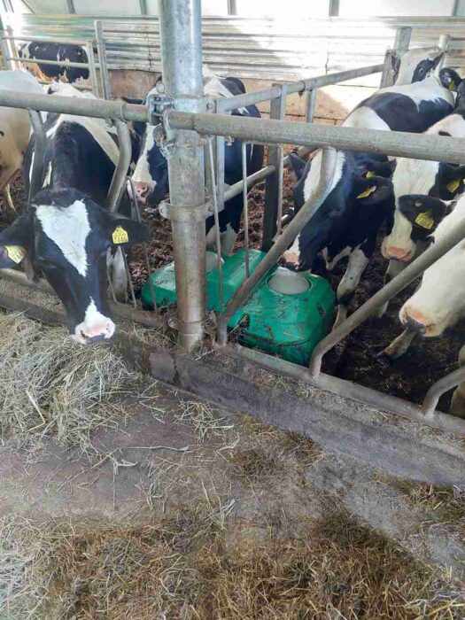Krowy Holstein pijące wodę z zielonych poidła dla bydła zamontowanych w metalowych barierach oborowych. Funkcjonalne poidła dla bydła zapewniają stały dostęp do świeżej wody pitnej dla zwierząt gospodarskich w systemie wolnostanowiskowym.