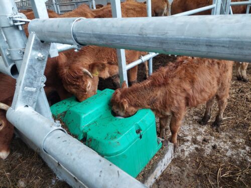 Na zdjęciu widoczne są krowy korzystające z poidła. Widoczne są tutaj poidła kulowe.
