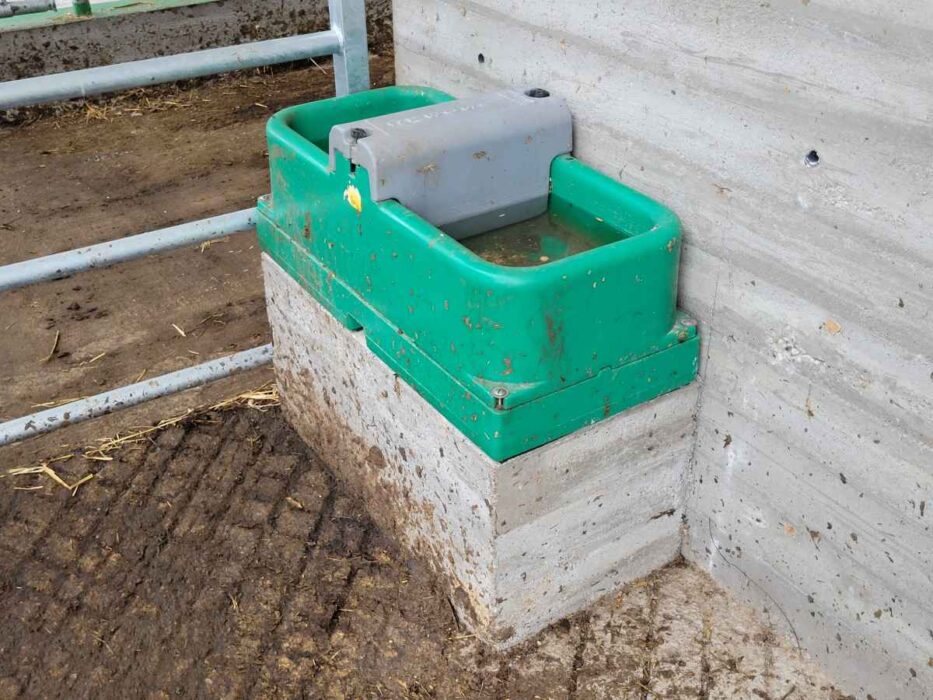 Zielone plastikowe poidło dla bydła z pływakowym systemem napełniania umieszczone na betonowej podstawie w oborze. Nowoczesne poidła dla bydła z automatycznym napełnianiem gwarantują ciągłą dostępność czystej wody dla zwierząt hodowlanych.