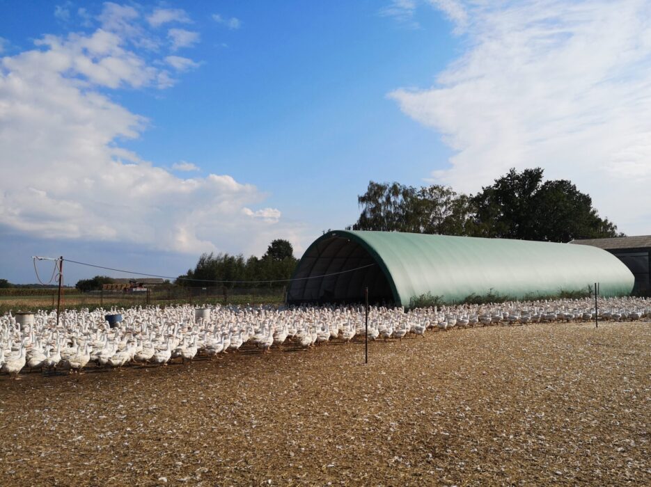 Tunel dla gęsi z wytrzymałą konstrukcją łukową, ustawiony na wybiegu z dostępem do naturalnego światła i świeżego powietrza. Zapewnia schronienie oraz optymalne warunki chowu, łącząc ochronę przed warunkami atmosferycznymi z przestrzenią do swobodnego przemieszczania się ptaków.