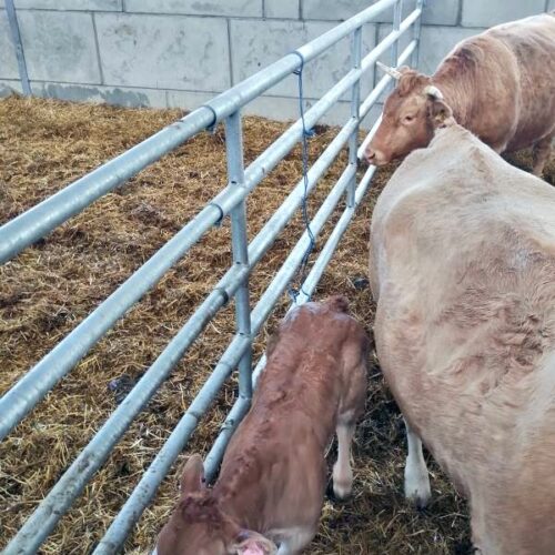 Na zdjęciu znajduje się krowa z cielęciem stojące w boksie ze słomianą ściółką. Metalowe ogrodzenie wyznacza sektor, a cielę ma założoną różową kolczykową etykietę z numerem. W tle widać fragment betonowej ściany oraz drugi bok z kolejnymi zwierzętami.