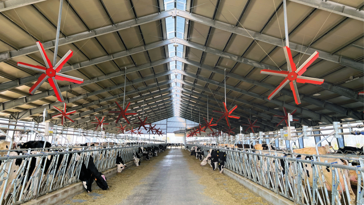 Krowy przy stole paszowym w dużej oborze z czerwonymi wentylatorami sufitowymi HVLS rozmieszczonymi w rzędach nad korytarzem.