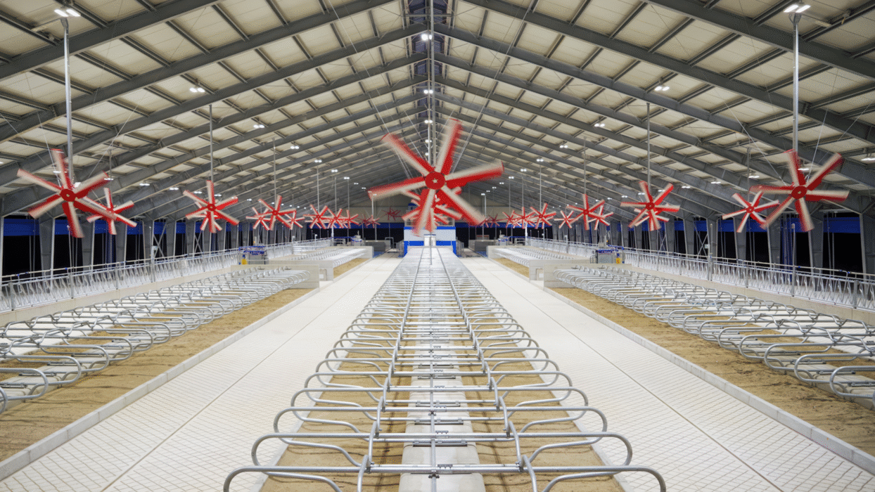 Symetryczny widok wnętrza nowoczesnej obory wolnostanowiskowej z rzędami metalowych legowisk i jasnymi, kaflowymi alejkami. Pod dachem pracują czerwone wentylatory HVLS rozmieszczone wzdłuż całej hali. Oświetlenie LED równomiernie rozjaśnia przestrzeń.