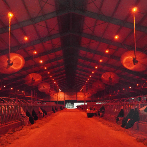 Obora nocą oświetlona czerwonymi punktami LED, krowy jedzą paszę po obu stronach szerokiego korytarza. Nad nimi pracują duże, okrągłe wentylatory sufitowe zawieszone na długich prętach. W tle widać jasne wyjście hali.