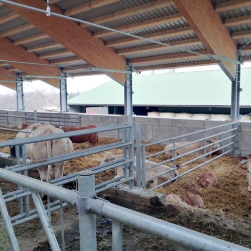 Wnętrze obory z drewnianą konstrukcją dachu, w której przebywają krowy stojące i leżące na słomie. Widać metalowe przegrody oddzielające zwierzęta oraz fragmenty siana na pierwszym planie. W tle znajduje się ściana z betonowych bloków oraz okna wpuszczające światło.