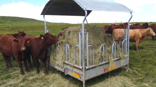 Krowy jedzące siano z paśnika. Paśnik w kolorze szarym.