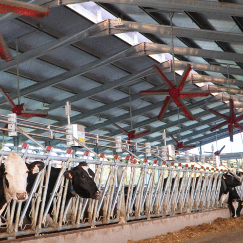 Wnętrze obory z krowami stojącymi przy żłobach wzdłuż metalowych wygrodzeń. Pod stalowym dachem zamontowano rząd dużych, czerwonych wentylatorów sufitowych. Przez świetliki pod kalenicą wpada naturalne światło.