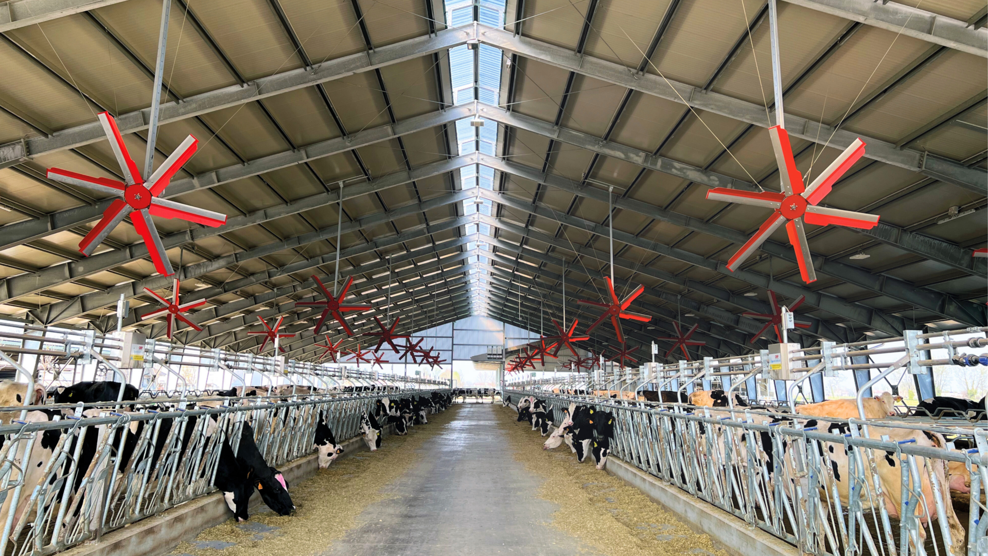 Wnętrze długiej obory z krowami ustawionymi po obu stronach korytarza paszowego. Pod stalowym dachem wisi rząd dużych, czerwonych wentylatorów sufitowych. Świetlik w kalenicy doświetla halę naturalnym światłem.