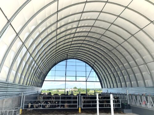 Na zdjęciu widać nowoczesną halę modułową o konstrukcji łukowej, wykorzystywaną jako obora dla bydła. Wnętrze obiektu jest przestronne i jasne dzięki półprzezroczystemu poszyciu, które przepuszcza naturalne światło.