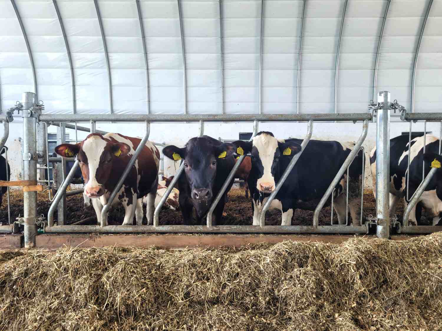 Drabiny paszowe skośne zainstalowane w nowoczesnej oborze z krów mlecznych pod łukowym dachem. Bydło holsztyńsko-fryzyjskie stoi wzdłuż metalowych drabin paszowych umożliwiających dostęp do paszy na słomianym podłożu. Konstrukcja drabin paszowych skośnych zapewnia ergonomiczny dostęp krów do paszy przy jednoczesnym zapobieganiu jej rozrzucaniu.