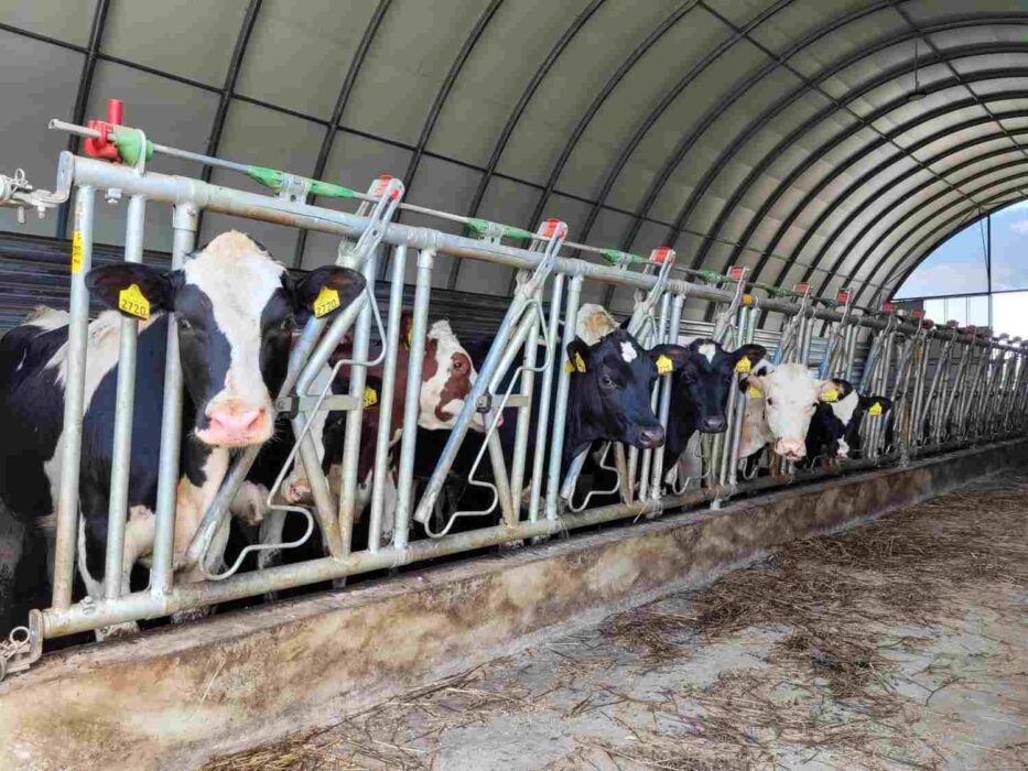 Krowy mleczne przy zatrzaskowych drabinach paszowych pod łukowym dachem nowoczesnej obory. Bydło rasy holsztyńskiej o czarno-białym umaszczeniu z żółtymi kolczykami uszeregowane w metalowych stanowiskach. Czerwono-zielone elementy zatrzaskowych drabin paszowych widoczne są na górze konstrukcji.