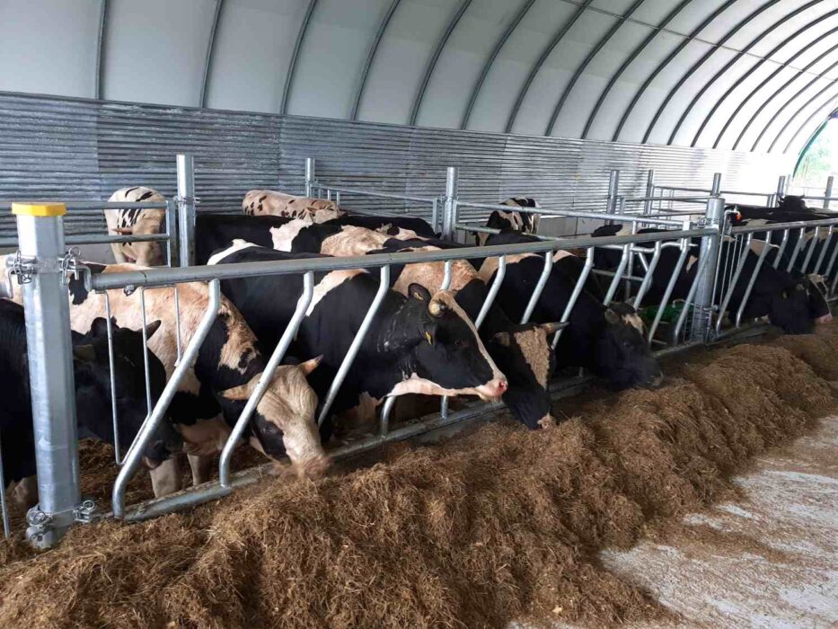 Drabiny paszowe skośne zainstalowane w nowoczesnym systemie utrzymania bydła pod halą łukową. Metalowa konstrukcja drabin paszowych skośnych umożliwia krowom dostęp do paszy leżącej na słomianym podłożu. Widoczne jest charakterystyczne nachylenie prętów drabiny, które optymalizuje pobieranie paszy i zmniejsza jej straty.