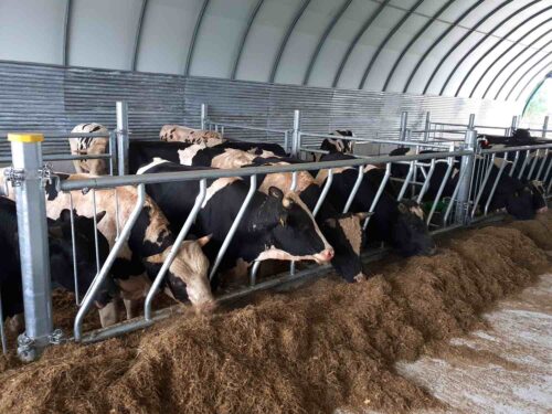 Drabiny paszowe skośne zainstalowane w nowoczesnym systemie utrzymania bydła pod halą łukową. Metalowa konstrukcja drabin paszowych skośnych umożliwia krowom dostęp do paszy leżącej na słomianym podłożu. Widoczne jest charakterystyczne nachylenie prętów drabiny, które optymalizuje pobieranie paszy i zmniejsza jej straty.