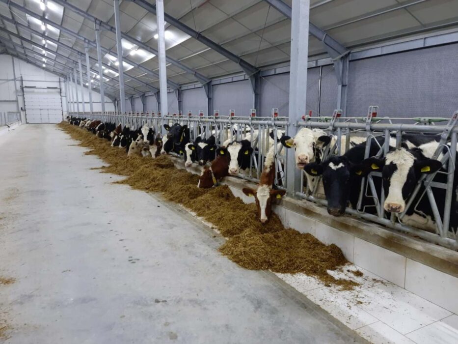 Bydło mleczne korzystające z zatrzaskowych drabin paszowych w dobrze oświetlonej nowoczesnej oborze. Krowy holsztyńskie o czarno-białym umaszczeniu pobierają siano z korytarza paszowego, bezpiecznie oddzielone metalowymi przegrodami zatrzaskowych drabin paszowych.
