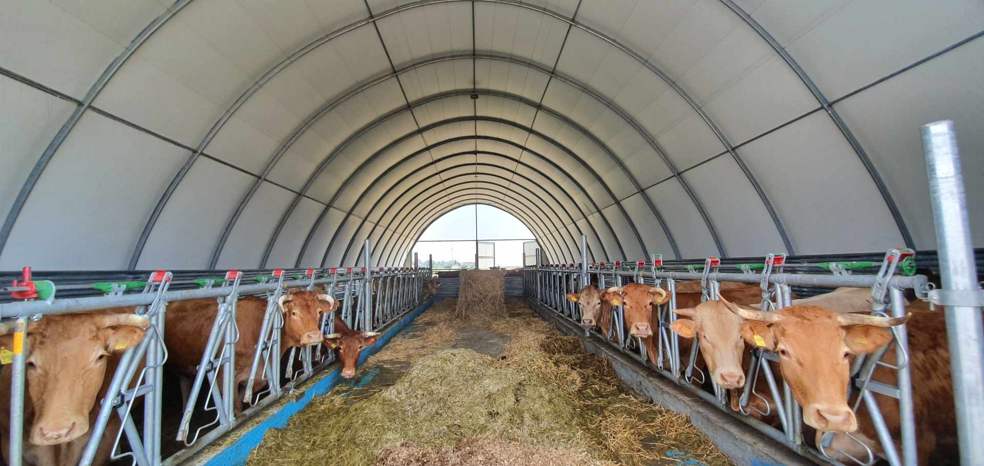 Brązowe krowy mleczne w tunelowej oborze wyposażonej w zatrzaskowe drabiny paszowe po obu stronach centralnego korytarza. Bydło z żółtymi kolczykami ma swobodny dostęp do siana poprzez konstrukcję zatrzaskowych drabin paszowych z czerwono-zielonymi elementami.