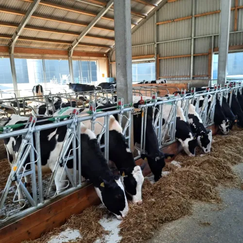 Sekcja obory z kilkoma przegrodami i zatrzaskowymi drabinami paszowymi. Krowy jednocześnie pobierają paszę, a indywidualne blokady pozwalają na szybkie zabiegi pielęgnacyjne.