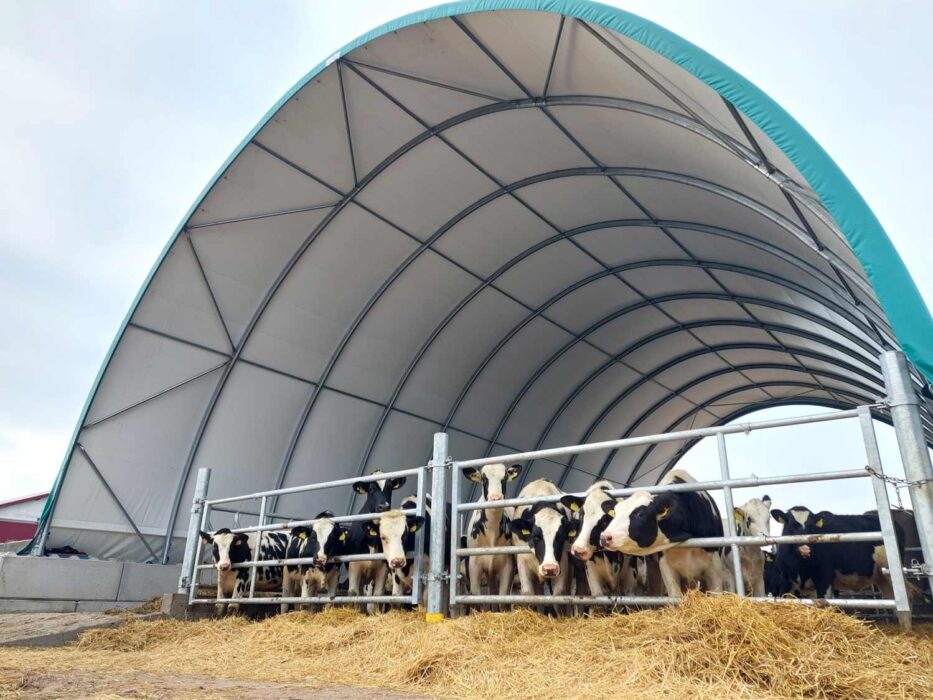 Krowy mleczne o czarno-białym umaszczeniu w wygrodzeniu pod halą namiotową z turkusowym wykończeniem. Metalowe wygrodzenia dla krów umożliwiają bezpieczny dostęp do słomianego podłoża. Nowoczesna konstrukcja łukowa chroni stado w wygrodzeniu dla krów przed warunkami atmosferycznymi.
