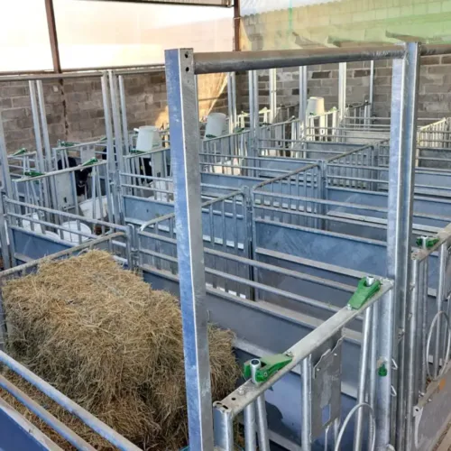 Rząd pustych kojców dla cieląt z belą siana w jednym z boksów, gotowych na przyjęcie cieląt. Solidne metalowe przegrody i słomiana ściółka w kojcach dla cieląt ułatwiają utrzymanie dobrych warunków zootechnicznych.
