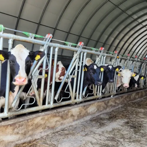 Zbliżenie na linię karmienia z drabiną paszową zatrzaskową; widać głowice krów w oknach drabiny. Mechanizmy blokujące znajdują się nad każdą przegrodą i umożliwiają stabilne unieruchomienie sztuki.