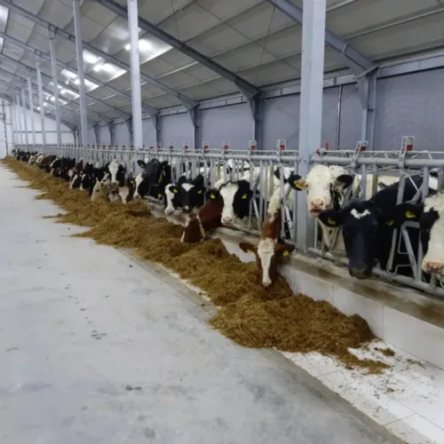 Wnętrze jasnej obory, gdzie krowy stoją przy zatrzaskowej drabinie paszowej, a pasza leży na czystej posadzce. Rozwiązanie poprawia organizację żywienia i porządek przy stole paszowym.