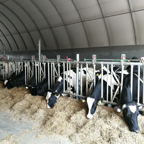 Krowy jedzą przy drabinie paszowej z zatrzaskami w łukowej oborze. System samoczynnie blokuje krowy w stanowiskach podczas pobierania paszy, ułatwiając obsługę stada.