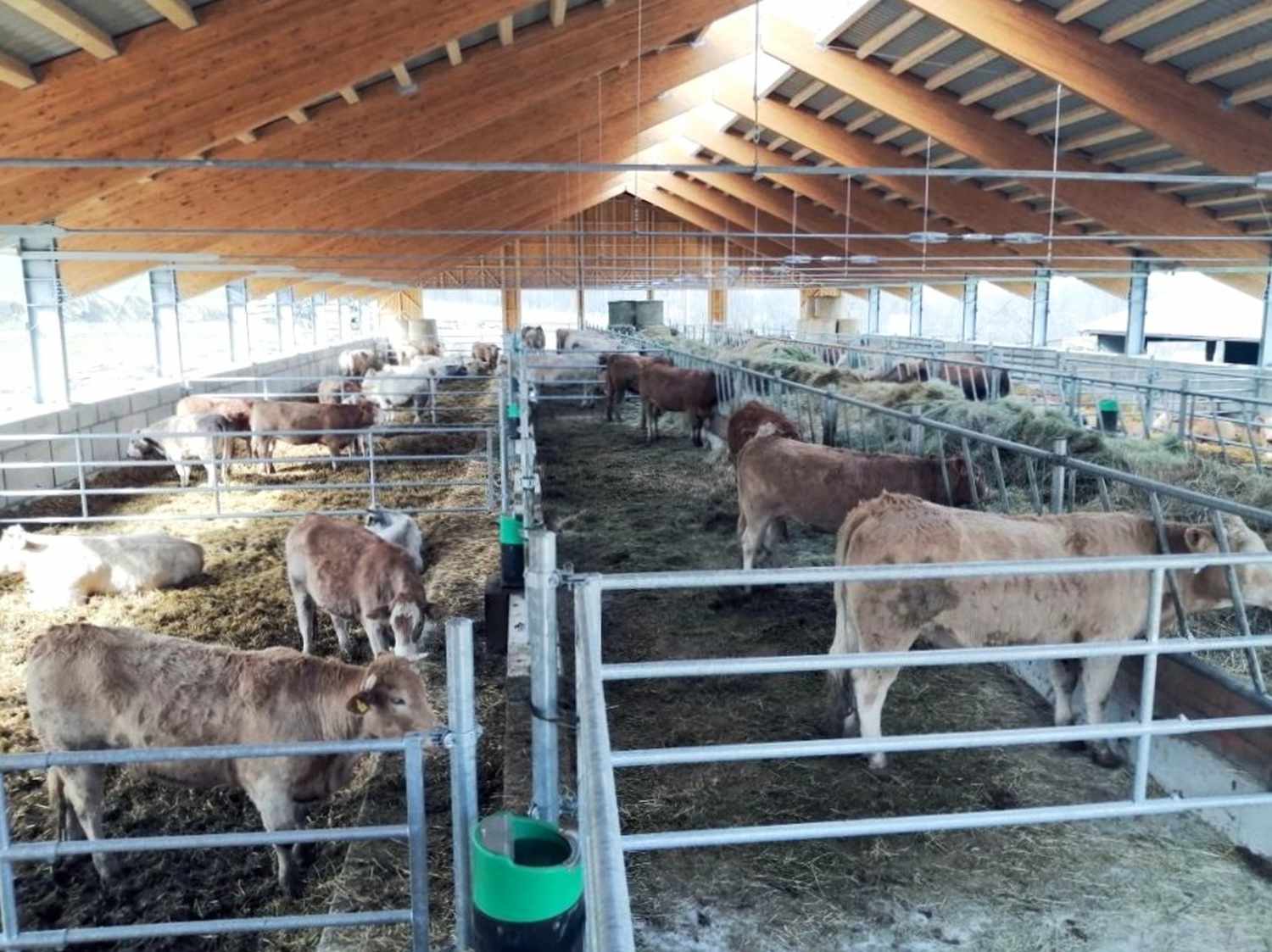 Bydło w przestronnej oborze z drewnianą konstrukcją dachu i systemem wygrodzeń dla krów. Metalowe barierki tworzą funkcjonalne wygrodzenia dla krów na słomianej ściółce. Zielone poidła zamontowane na wygrodzeniach dla krów zapewniają stały dostęp do wody.