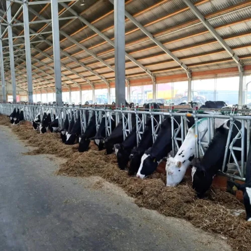 Długi rząd zatrzaskowych drabin paszowych w nowoczesnej oborze z szeroką drogą paszową. Zamki zwiększają bezpieczeństwo pracy.