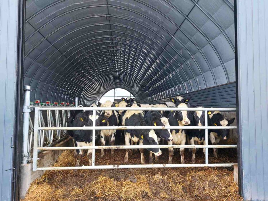 Czarno-białe krowy mleczne w metalowym wygrodzeniu pod łukowym, metalowym dachem hali. Bydło z żółtymi kolczykami uszanymi zgromadzone w wygrodzeniu dla krów ze słomianą ściółką. Solidne, galwanizowane wygrodzenia dla krów zapewniają kontrolę nad przemieszczaniem się zwierząt.