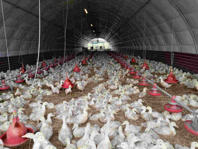 Wnętrze hali hodowlanej z setkami białych kaczek na podłożu ze słomy, wyposażone w czerwone karmniki wiszące na łańcuchach. Konstrukcja hali ma łukowy dach z metalowego szkieletu pokrytego folią.