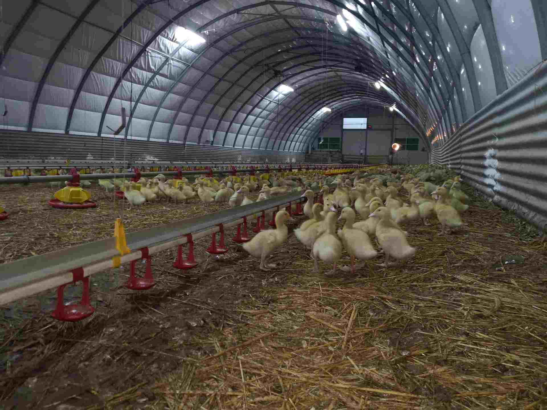 Hodowla kaczek w fazie wzrostu, gdzie młode ptaki korzystają z automatycznych żółtych karmników w hali namiotowej. Ściółka z mieszanki słomy i trocin zapewnia odpowiednie warunki bytowe dla hodowli przemysłowej.