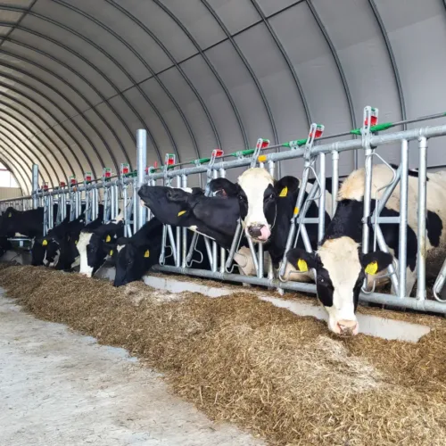 Krowy mleczne jedzące paszę wewnątrz nowoczesnej hali dla bydła. Obok wygrodzeń dla bydła znajduje się miejsce umożliwiające krowom stały dostęp do paszy.