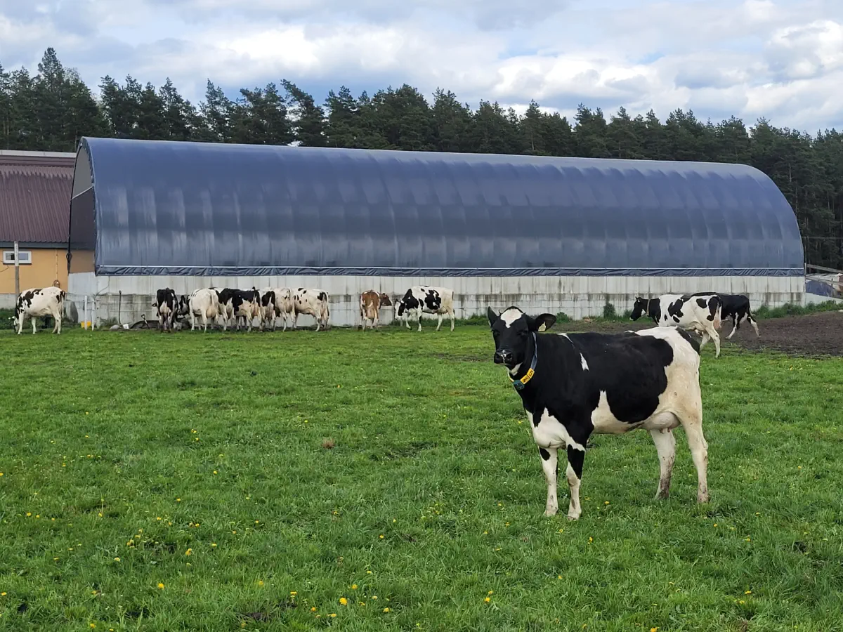 Krowa mleczna stoi na tle hali namiotowej opartej o betonowe bloki. Do okoła widać zielone tereny wskazujące na miejsce wypasu.