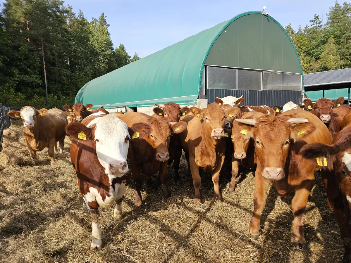 Stado brązowych krów znajduje się na otwartej przestrzeni przed łukową halą namiotową z zielonym poszyciem.