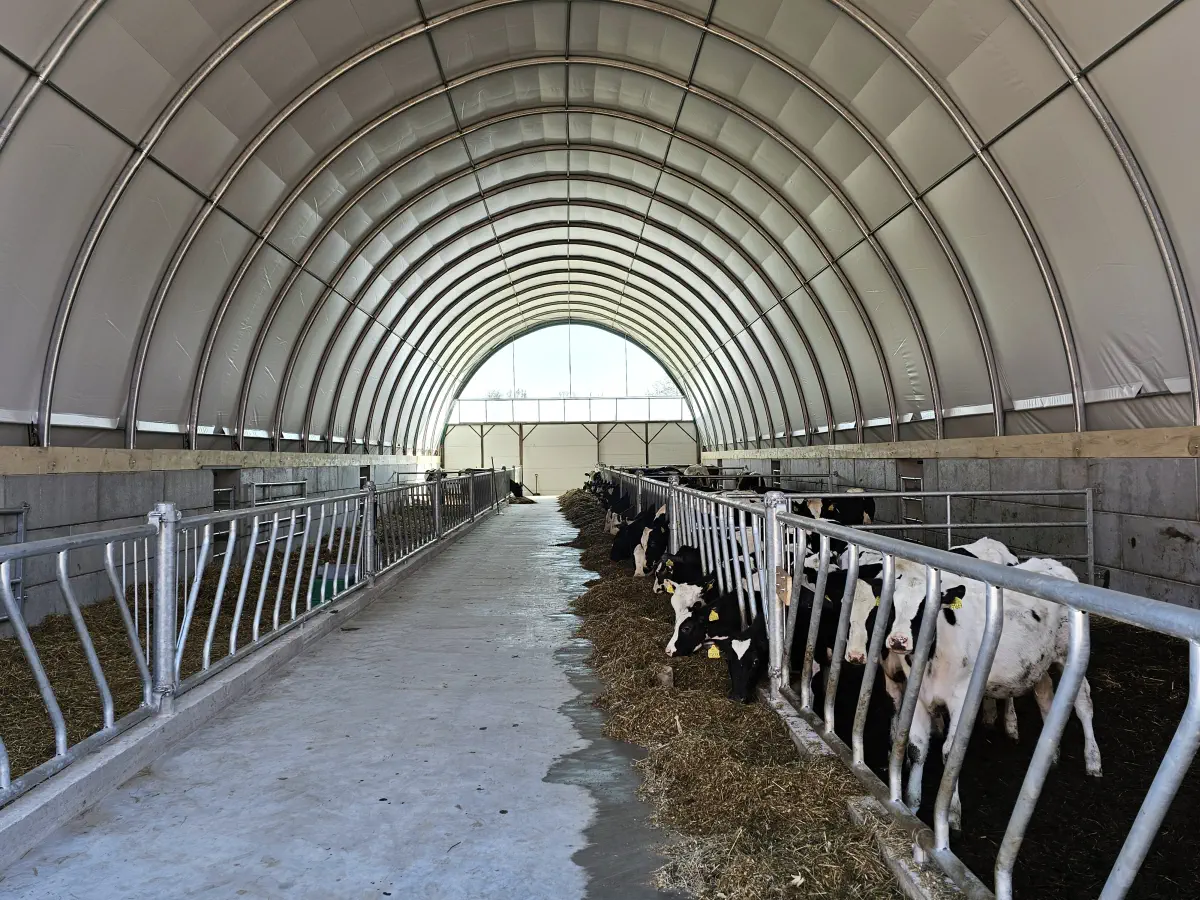 Stado krów ma oborę w hali łukowej. Na górze widać poszycie w kolorze białym, o kształcie łuku.