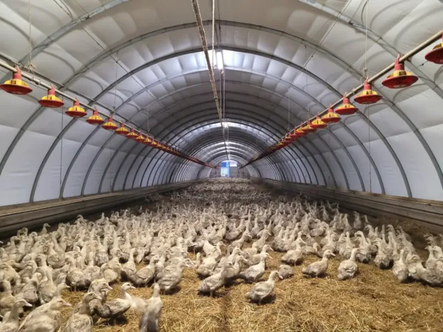 Hala łukowa wypełniona hodowlą kaczek.