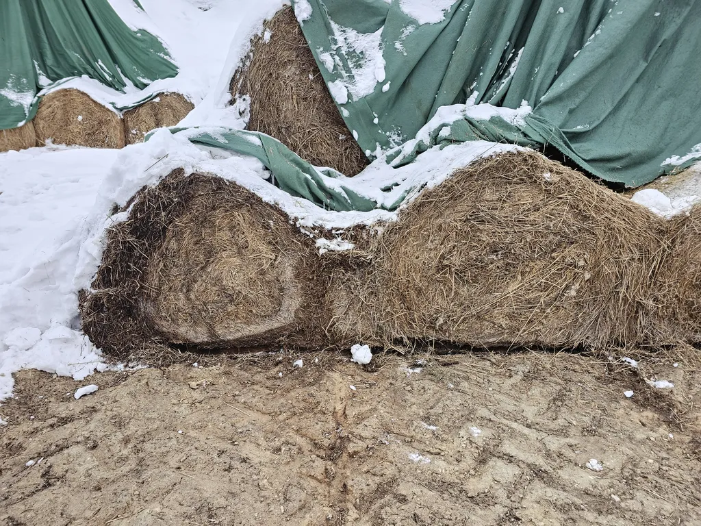 Przemarznięte i zawilgocone baloty słomy przechowywane pod flizem w trudnych warunkach zimowych
