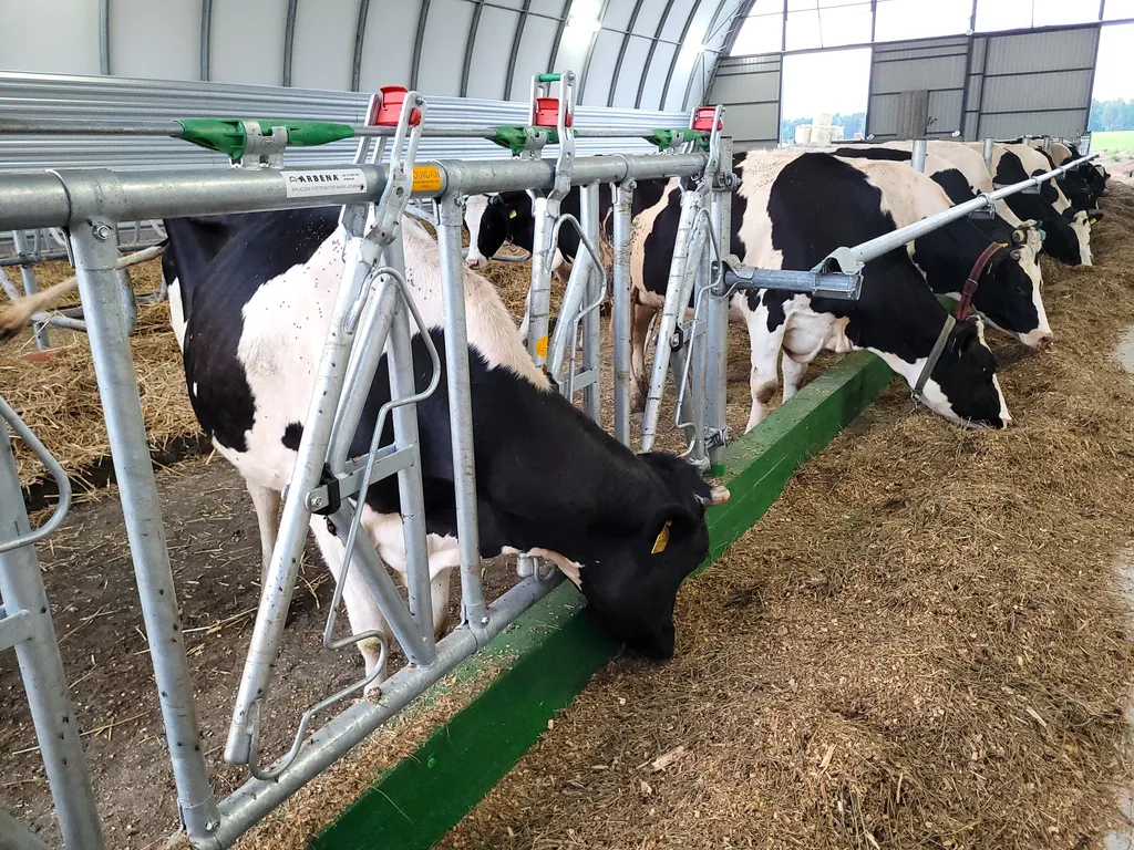 Krowy jedzące przez zatrzaskowe drabiny paszowe