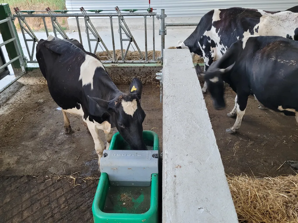 Krowy pijące z zielonego poidła w oborze