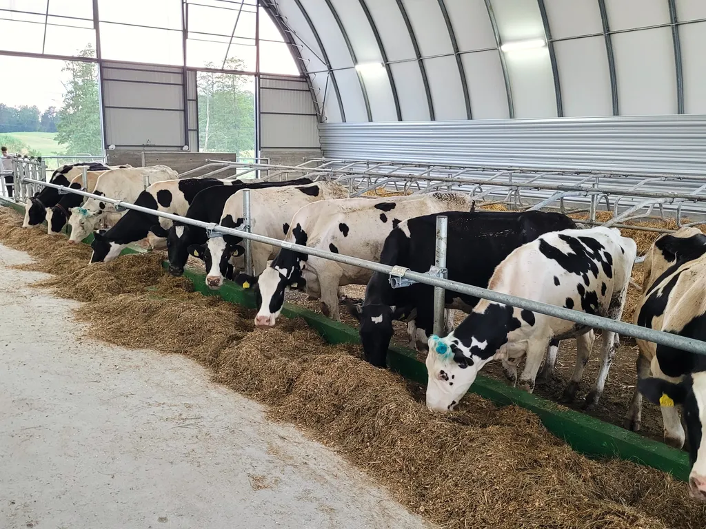 Bydło w oborze wolnostanowiskowej